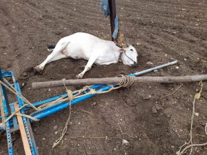 Read more about the article <em>सारण्या पाडत असतांना विजेचा धक्का लागून बैल मृत्यूमुखी</em><br>( वीजवितरण चा हलगर्जीपणा भोवला, राळेगाव पो. स्टे. ला तक्रार)