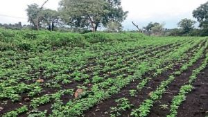 Read more about the article बिटरगांव( बु) परिसरात अखेर वरुणराजा बरसला,शेतकऱ्यांना दिलासा