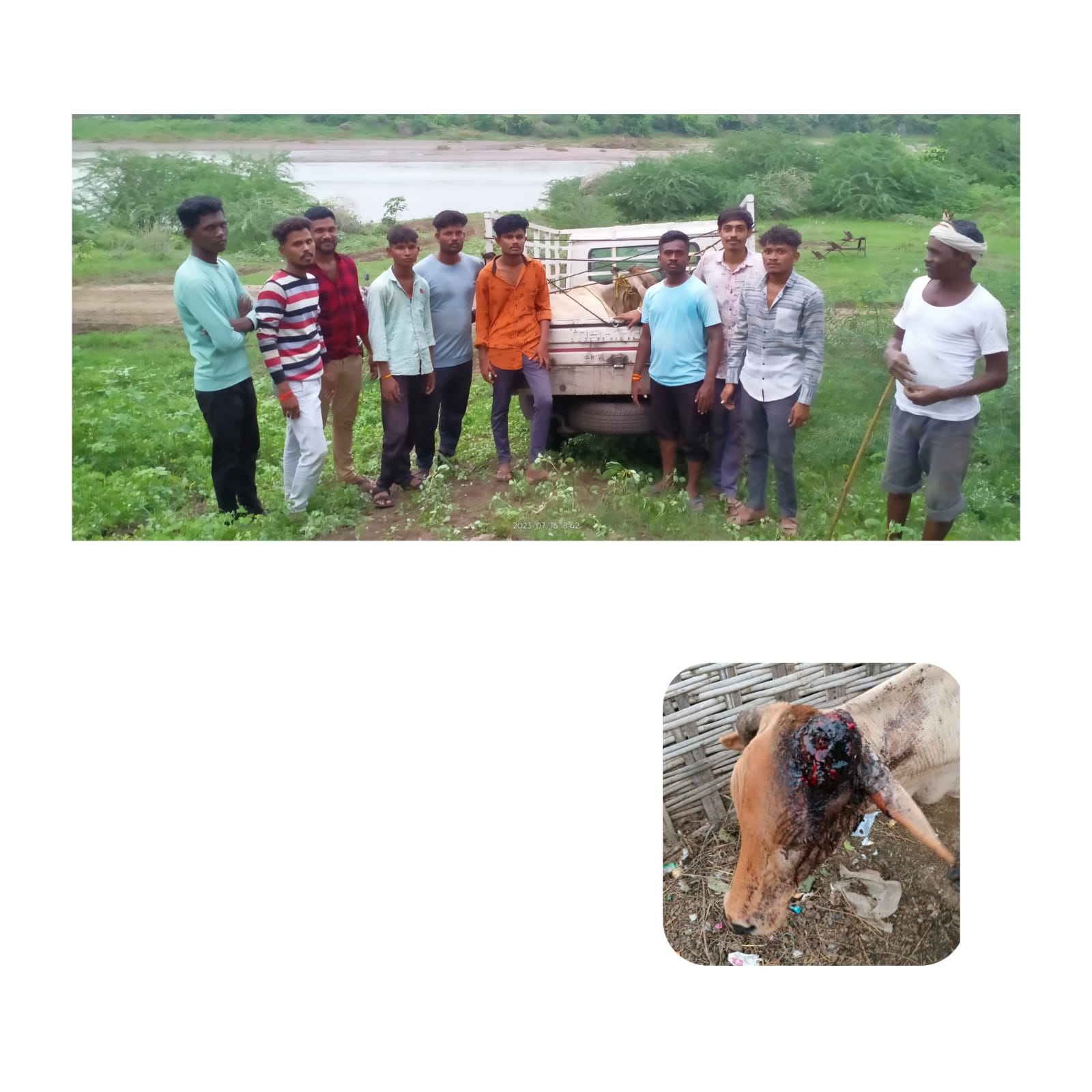 Read more about the article अळ्या पडलेल्या गाईला जीवनदान ,प्यार फौंडेशन व बजरंग दल ची संयुक्त सेवा