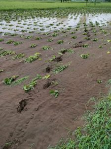 Read more about the article मुसळधार पावसामुळे निंगनूर नागेशवाडी परिसरात शेतकऱ्यांचे प्रचंड नुकसान