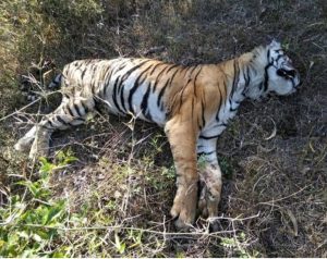 Read more about the article वाघिणीच्या मृतदेहावर अंत्यसंस्कार :- वाघिणीचा नेमका मृत्यू कशाने?