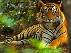 Read more about the article वाघाच्या हल्यात एक गाय ठार तर एक गाय जखमी<br>दोन वेगवेगळ्या गावामध्ये घडलेल्या घटनेमुळे परिसरामध्ये दहशत<br>वनविभागाने वाघ वेळीच बंदिस्त करण्याची गरज