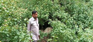 Read more about the article पुन्हा वाघाने केली गाईची शिकार,एका आठवड्यात चौथी घटना