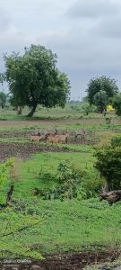 Read more about the article दहेगाव परिसरात उभ्या पिकात रोहयाचा धुमाकूळ