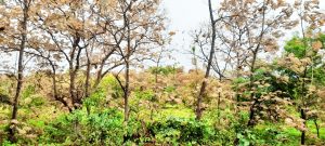 Read more about the article हिरवेगार पैनगंगा अभयारण्य पडले ओसाड<br>( पैनगंगा अभयारण्यातुन सहस्रकुंड धबधब्यावर पर्यटक जात असताना रेलचेल कमी)