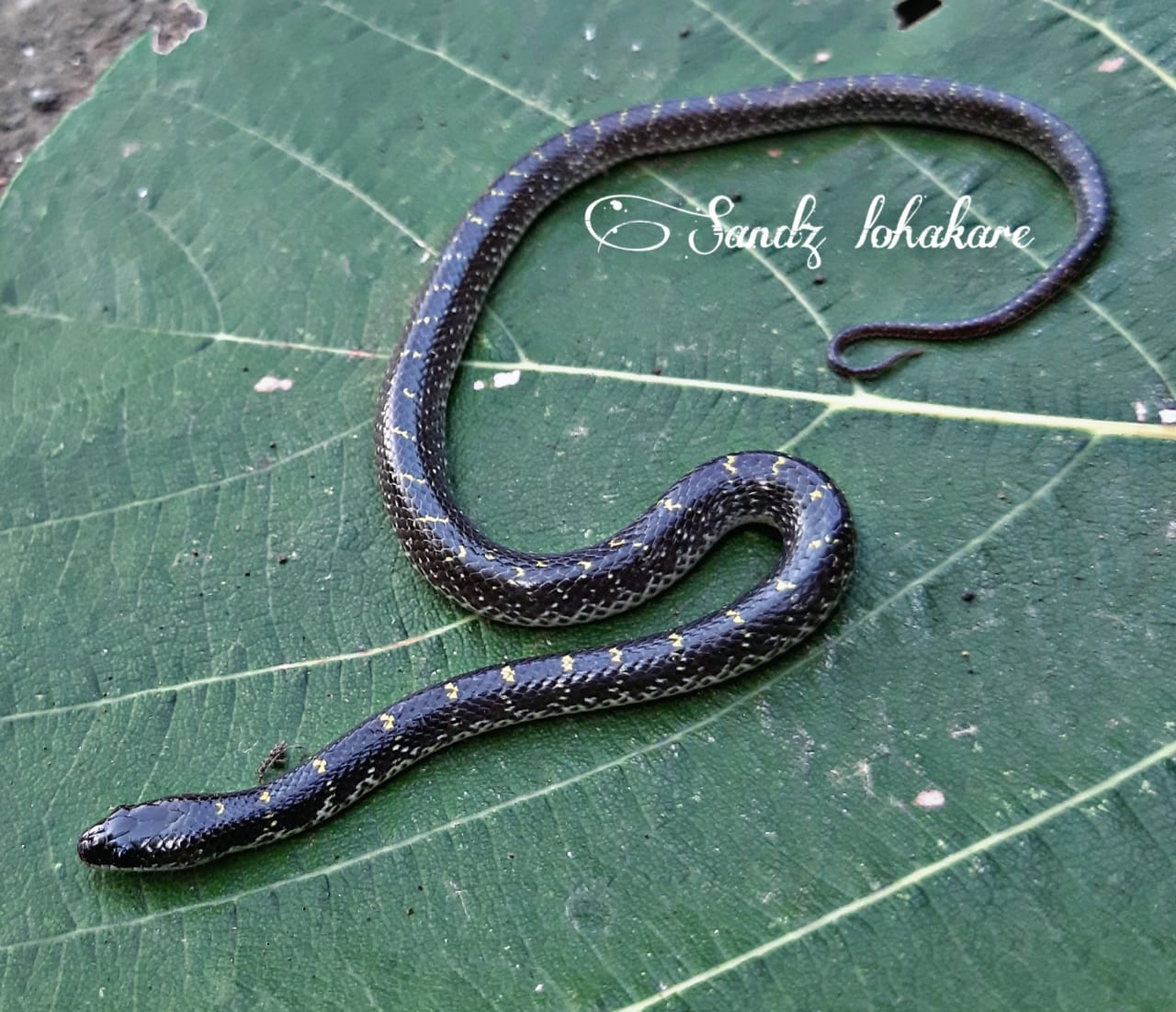 Read more about the article <em>“सर्पमित्रांकडून आणखी एका दुर्मिळ सापाला जीवनदान”</em>