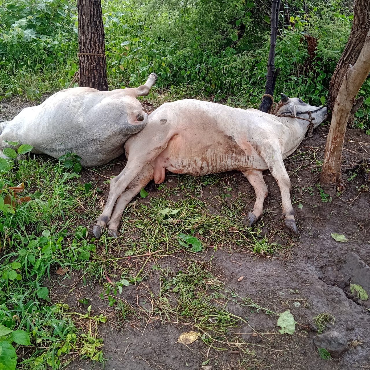 Read more about the article वीज अंगावर पडल्याने महिलेचा मृत्यु, बैल जखमी