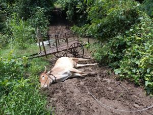 Read more about the article विद्युत प्रवाहाची तारेचा करंट लागून बैलाचा मृत्यू