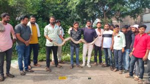 Read more about the article फूलसावंगी येथे सर्प मित्राने दिले अकरा फुटाच्या अजगराच्या जीवनदान