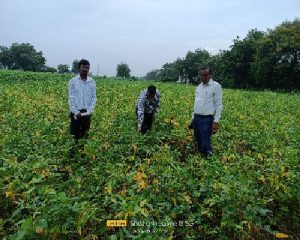 Read more about the article <em>उपविभागीय कृषी अधिकारी यवतमाळ यांचे कडून पिकांची पाहणी</em>