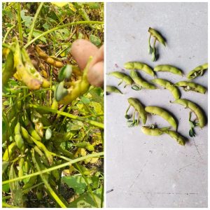 Read more about the article सततच्या पावसाने  सोयाबीन पिकाचे मोठ्या प्रमाणात नुकसान, येलो मोझाक सारख्या रोगांचा प्रादुर्भाव