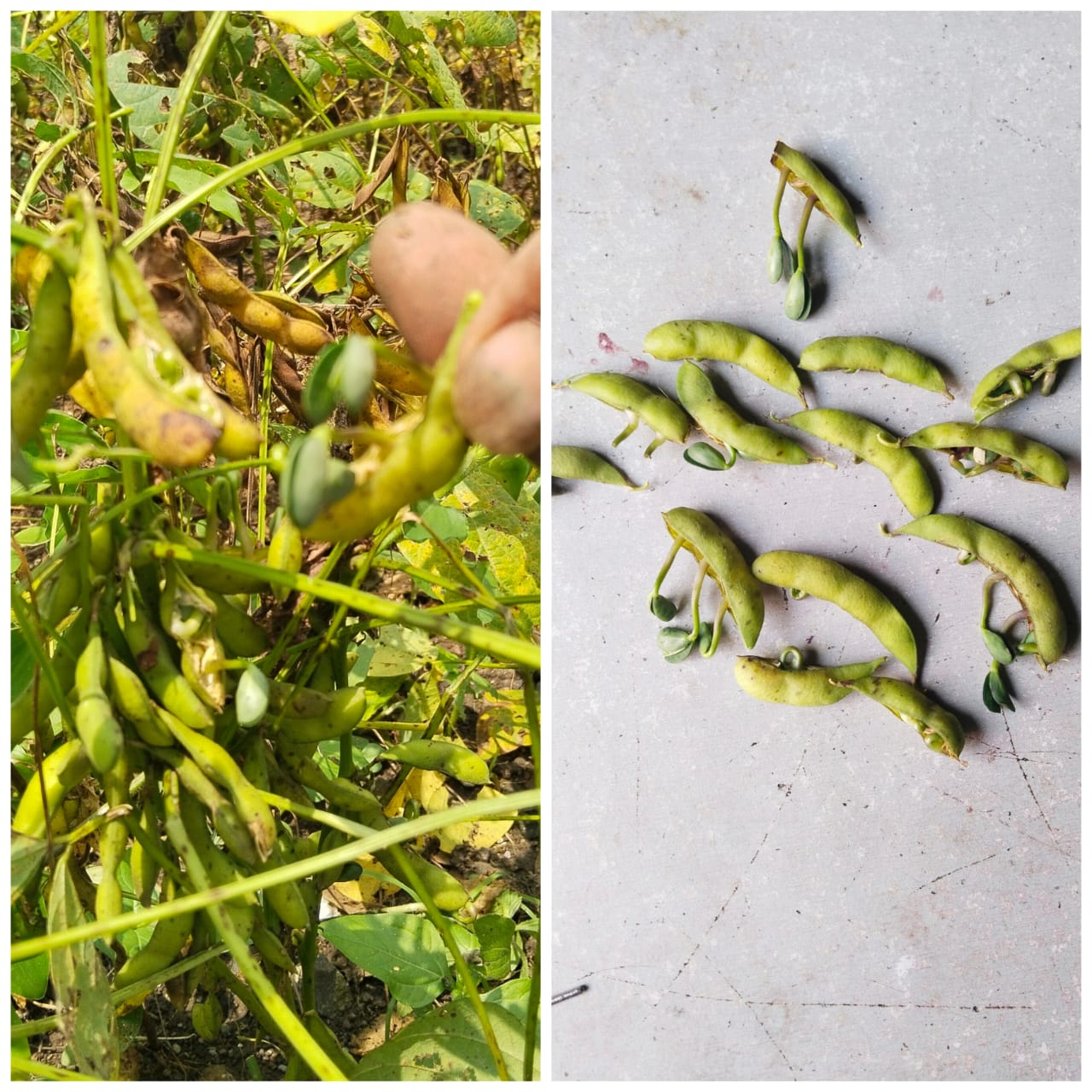 Read more about the article सततच्या पावसाने  सोयाबीन पिकाचे मोठ्या प्रमाणात नुकसान, येलो मोझाक सारख्या रोगांचा प्रादुर्भाव