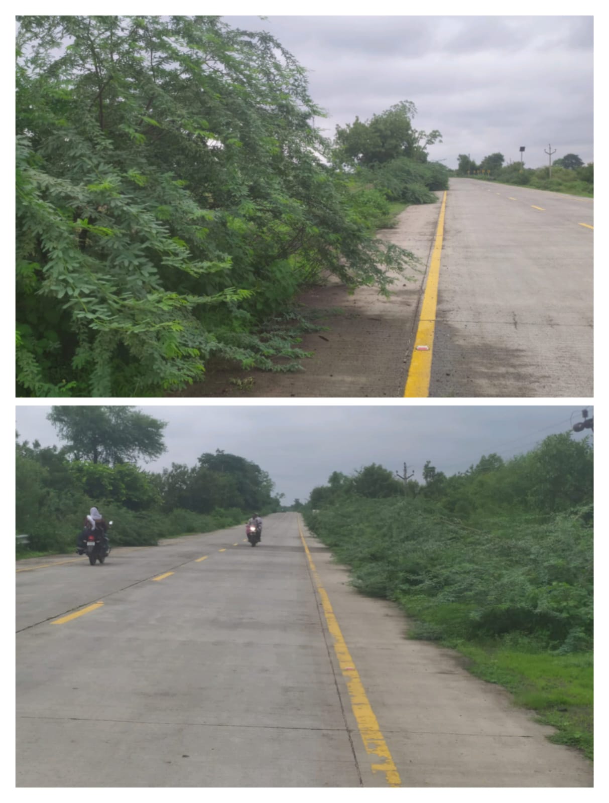 Read more about the article काहो साहेब याची जवाबदारी कोणाची? कडेला वाढलेल्या काटेरी झुडूपांच थेट रस्त्यावर अतिक्रमण?