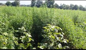 Read more about the article चक्क वीस एकरात गांजाची लागवड, पोलिसांनी शेती केली भुईसपाट, राज्यात पहीलीच घटना