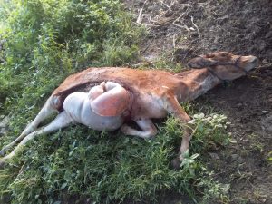 Read more about the article कृष्णापूर शेतशिवारात शेतकऱ्याच्या पाळीव प्राण्यावर वाघाचा हल्ला गाय केली ठार, शेतकऱ्यात दहशतीचे वातावरण