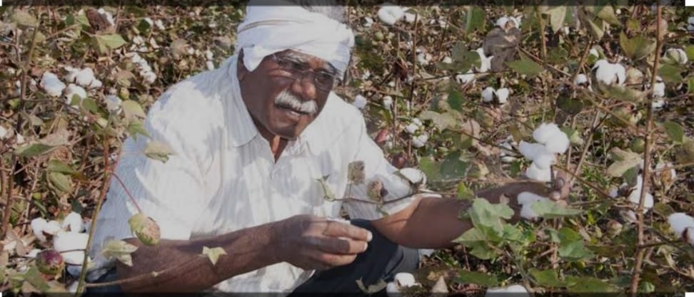 Read more about the article कपाशीला यंदा तरी भाव मिळेल का?<br>केंद्रातील व महाराष्ट्रातील मायबाप सरकार शेतकऱ्यावर लक्ष देतील काय?