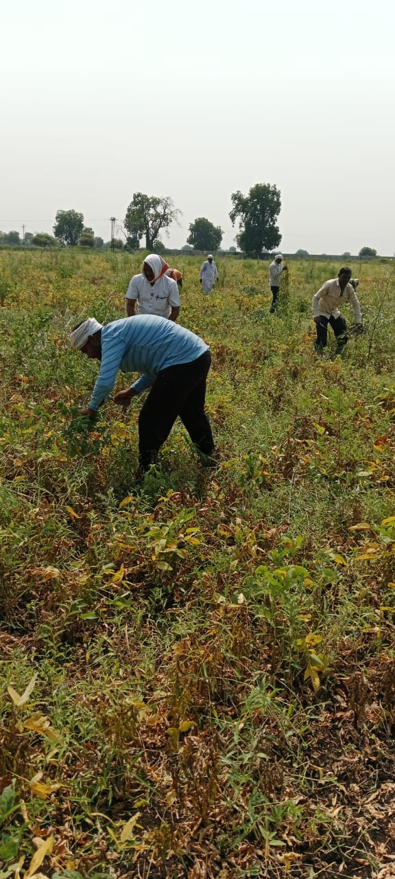 Read more about the article <em>ऐकावं ते नवलच ! सवंगणी उपरांत होणार सोयाबीन नुकसानीचा पंचनामा</em><br>( मंत्रीमंडळाच्या निर्णयाला दिरंगाई ची वाळवी, सरकारचे डोके ठिकाणावर आहे काय? शेतकऱ्यांचा सवाल)