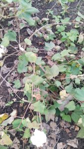 Read more about the article बिटरगांवसह बंदीभागातील शेतकरी रानडुकराच्या हैदोसामुळे झाले फक्कीला महाग