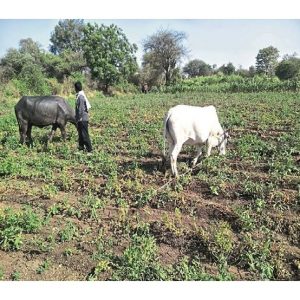 Read more about the article पीक कर्जावरती सहा टक्के व्याजदराने शेतकऱ्यांचे कंबरडे मोडणार