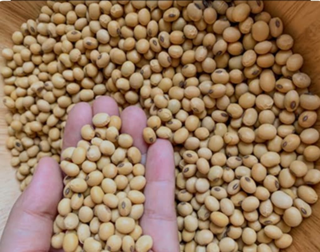 Read more about the article सोयाबीन शेतीतून खिशात कवडीच : सोयाबीन पिकाने केली शेतकऱ्याची निराशा