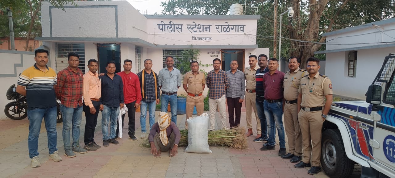 Read more about the article शेतात गांजाची झाडे लावणाऱ्या शेतकऱ्यास स्थानिक गुन्हे शाखेने ठोकल्या बेड्या : राळेगाव पोलीस स्टेशन हद्दीतील गोपाल नगर येथील घटना