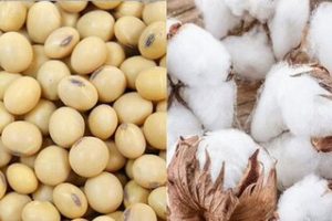 Read more about the article उत्पन्न नाही आणि भावही नाही,यावर्षी अतिवृष्टीचाही जोरदार फटका; कपाशी, सोयाबीनची अवस्था बिकट