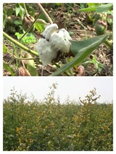 Read more about the article <em>अवकाळी पावसामुळे शेतातील कापूस ओलाचिंब तुरीचेही झाले नुकसान</em>