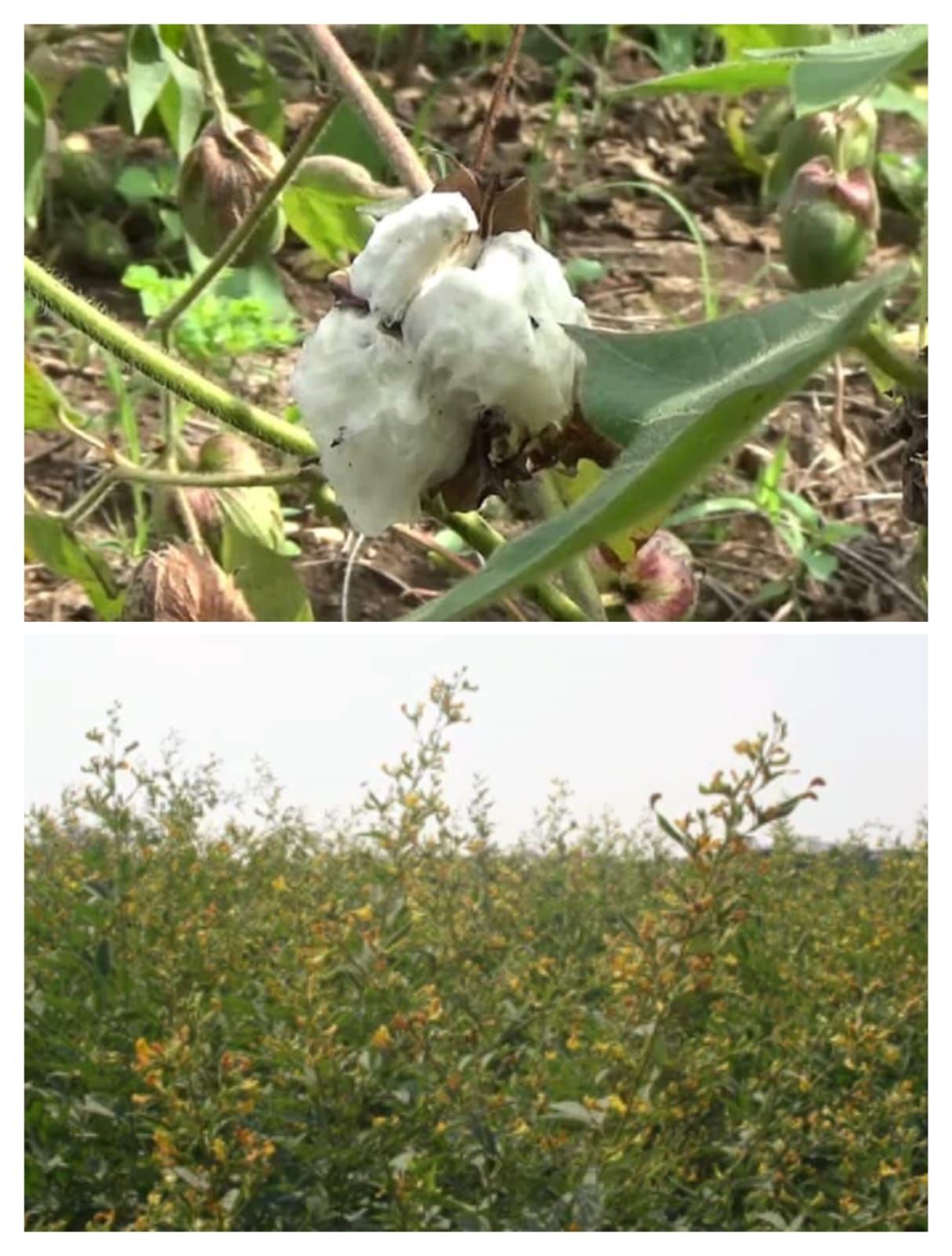 Read more about the article <em>अवकाळी पावसामुळे शेतातील कापूस ओलाचिंब तुरीचेही झाले नुकसान</em>