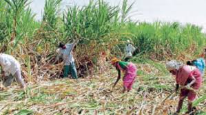 Read more about the article दिवाळीच्या कालखंडात शेती रिकामी झाल्यावर मजुरांचे स्थलांतर