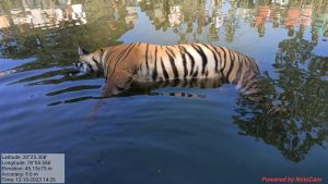 Read more about the article वाहनाच्या धडकेने वाघिणीचा मृत्यू,मुरदगाव जवळील नाल्यात आढळला मृतदेह