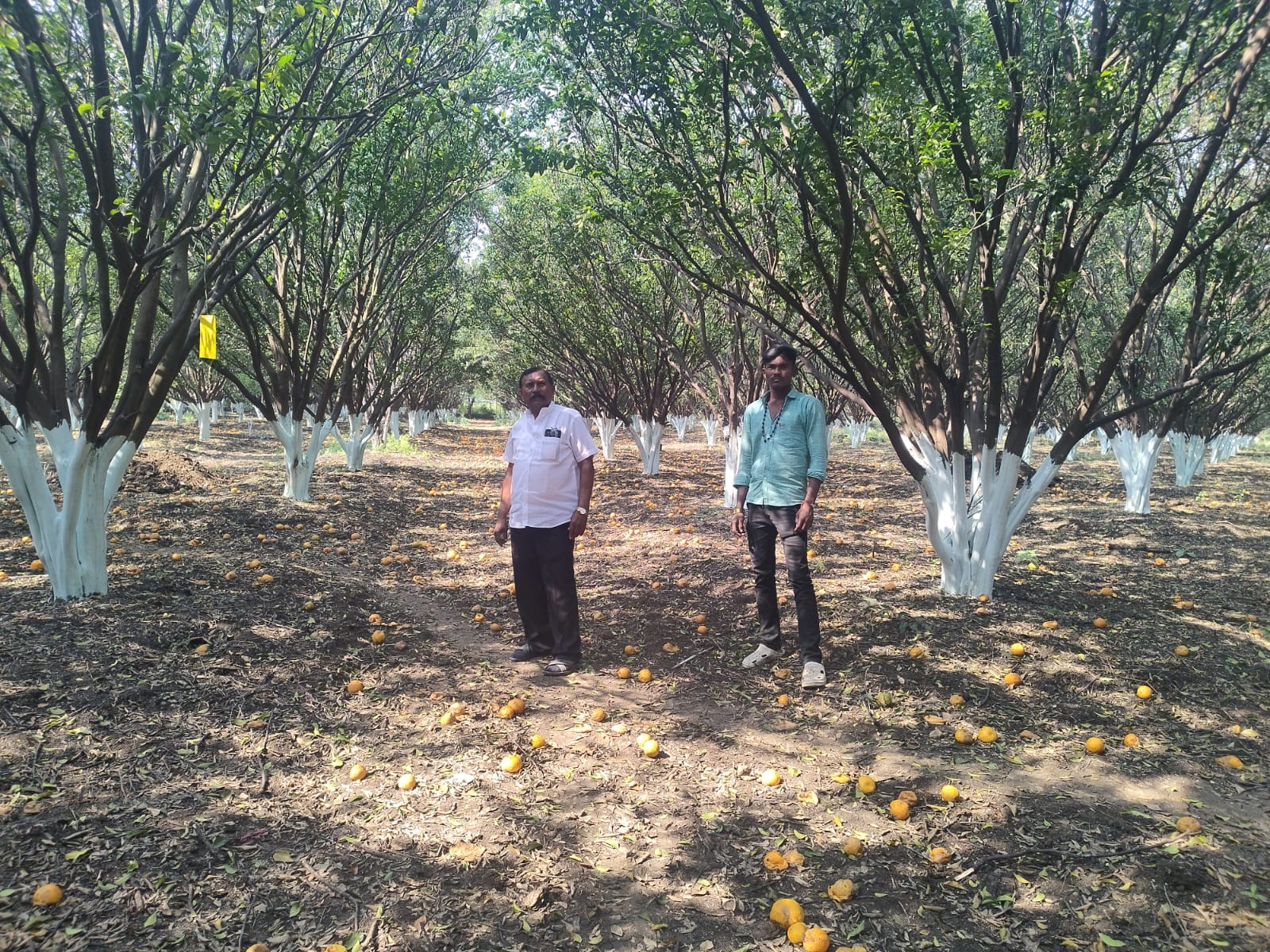 Read more about the article अवकाळी पावसाने संत्रा व मोसंबीचे मोठ्या प्रमाणात नुकसान,कृषी विभागाचा एकही कर्मच्याऱ्यांनी भेट दिली नाही