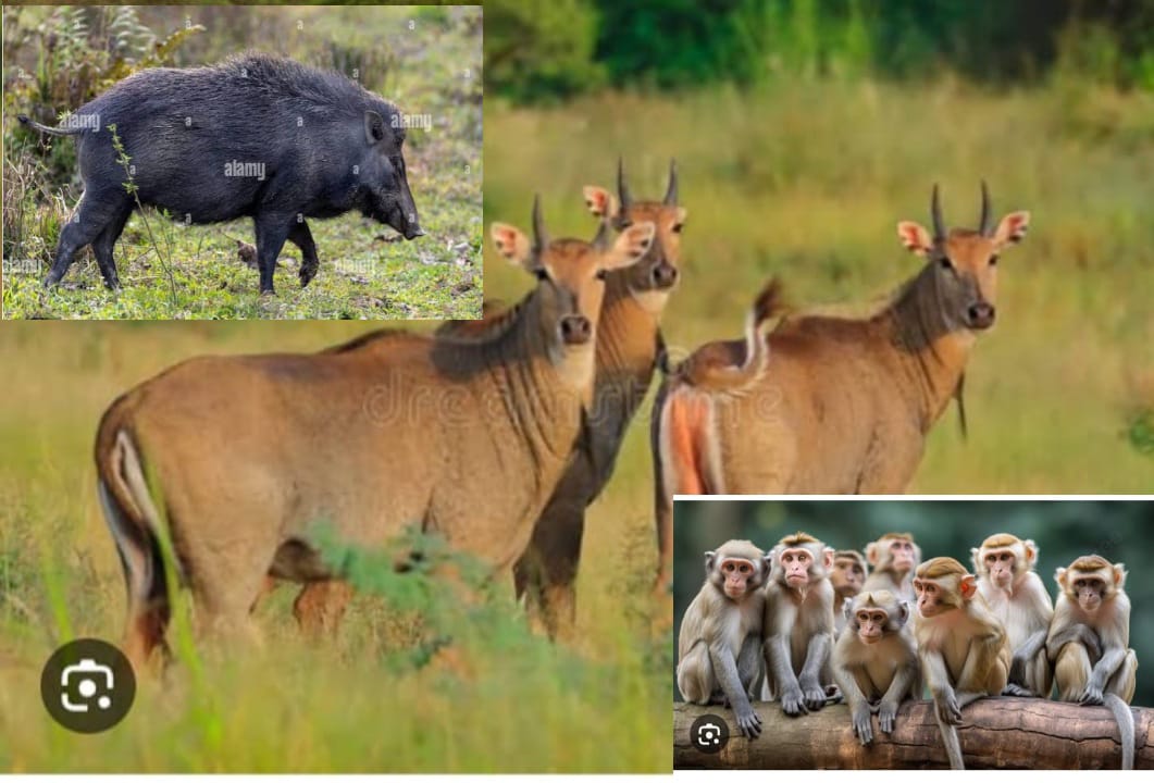 Read more about the article वन्य प्राण्यांचा हैदोस, शेतमालांचे अतोनात नुकसान,वनविभागाकडून झटका बॅटरी व कुंपणतार अनुदानातत्त्वावर देण्याची शेतकऱ्यांची मागणी