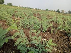 Read more about the article <em>हरभरा पिकावर मर रोगाचा प्रादुर्भाव</em><br><em>सततच्या ढगाळी वातावरणामुळे व अवकाळी पावसामुळे हरभरा उत्पादकाची चिंता वाढली</em>