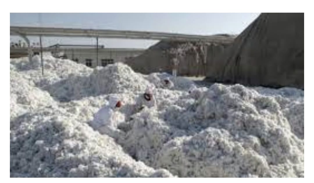 Read more about the article गेल्या वर्षीपेक्षा यावर्षी कापसाची दुप्पट खरेदी<br>सीसीआयचा वाटा नगण्य; आता भाववाढीची अपेक्षा नसल्याने विक्रीसाठी घाई