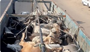 Read more about the article बजरंग दल वरोरा च्या मदतीने गोवंश तस्करी करणाऱ्यांना अटक ,60 गोवंशाना जीवनदान