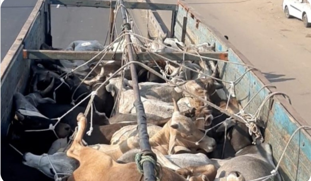 Read more about the article बजरंग दल वरोरा च्या मदतीने गोवंश तस्करी करणाऱ्यांना अटक ,60 गोवंशाना जीवनदान