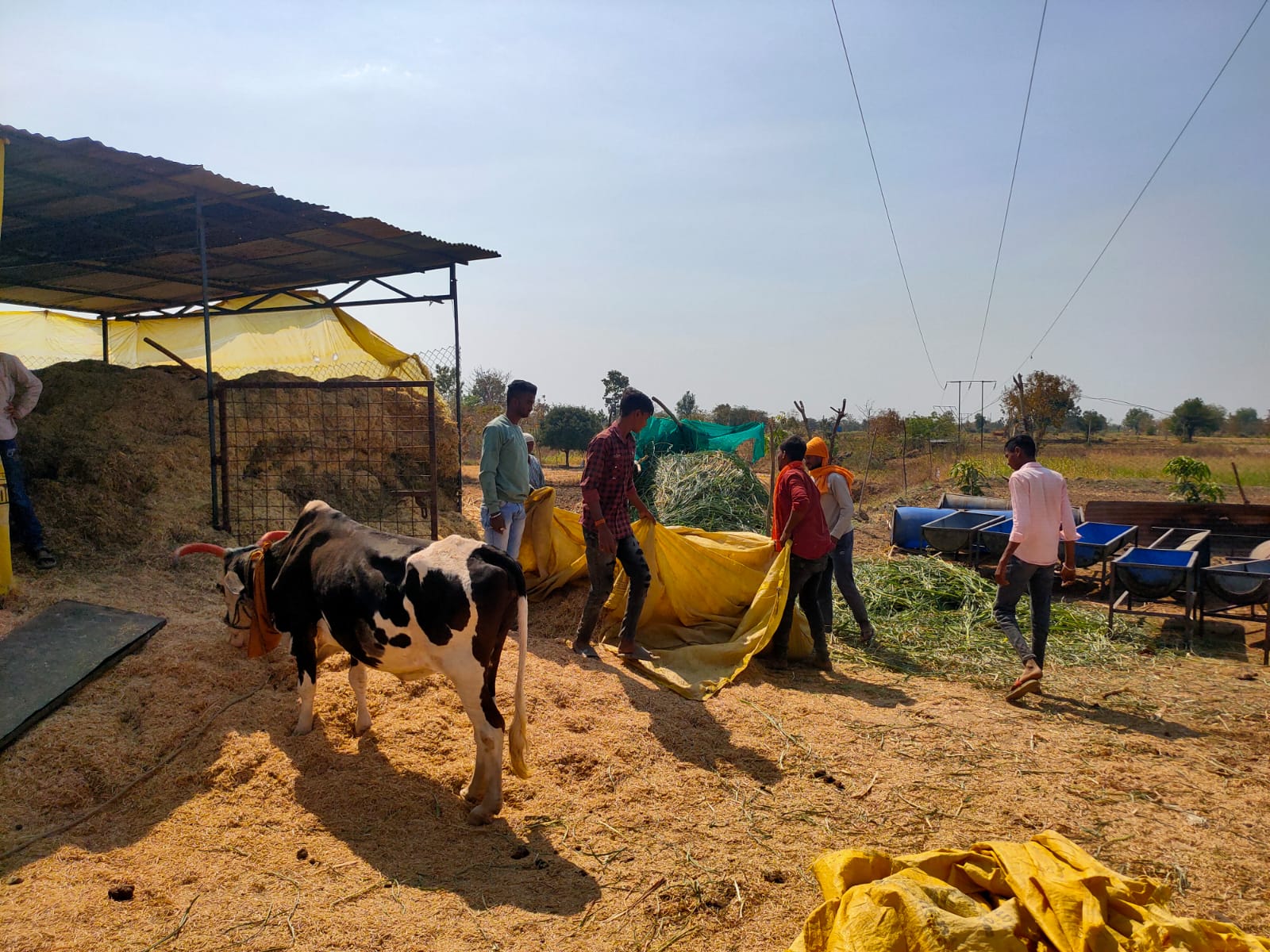 Read more about the article कामधेनु गोशाळेला चारा टंचाईची उणीव असताना तरुणाई धावली चारा टंचाई केली दूर