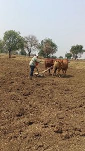 Read more about the article गुडीपाडव्याच्या दिवशी तास काढणे अजूनही परंपरा कायम.