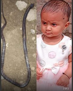 Read more about the article मारेगाव तालुक्यातील टाकळी येथून दुर्दैवी घटना ,मण्यार साप चावल्यानं १४ महिन्याच्या चिमुकलीचा मृत्यू