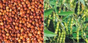 Read more about the article <em>तूर लावलेल्याची झाली चांदी मात्र सोयाबीनने मातेंर केलं</em><br><em>तुरीचा पल्ला ११००० च्या वर सोयाबीनचे भाव वाढता वाढेना</em>