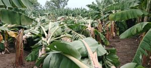 Read more about the article वादळी पावसाने केळी पिकाचे प्रचंड नुकसान  तात्काळ पंचनामे करून नुकसान भरपाई देण्याची शेतकऱ्याची मागणी