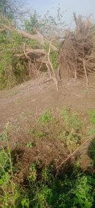 Read more about the article वरूड झरगड पांदण रस्त्यावर पडले भले मोठे झाड, शेतकऱ्यांचा रस्ता बंद,शेती करायची कशी