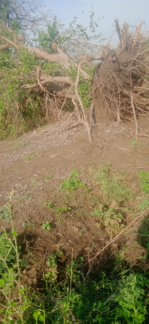 Read more about the article वरूड झरगड पांदण रस्त्यावर पडले भले मोठे झाड, शेतकऱ्यांचा रस्ता बंद,शेती करायची कशी