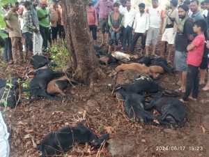 Read more about the article <em>चुरमुरा येथे वीज कोसळून 21बकऱ्या ठार</em>