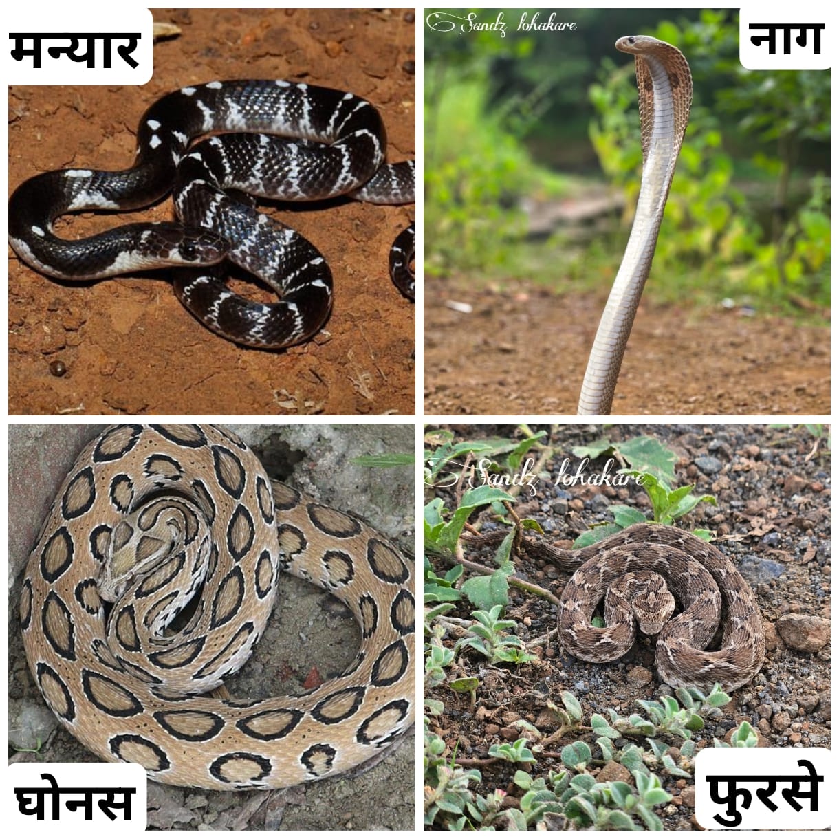 Read more about the article सावधान… पावसाळा लागलाय साप बिळातून बाहेर येणार,विषारी सापांच्या फक्तं ४ मुख्य जाती “