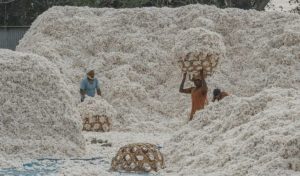 Read more about the article <em>उलटी धाव, कापूस विकल्यावर वाढले बाजारभाव</em> सरकारचं डोकं ठिकाणावर आहे का?<br>( कापूस उत्पादक शेतकऱ्याची पिळवणूक )