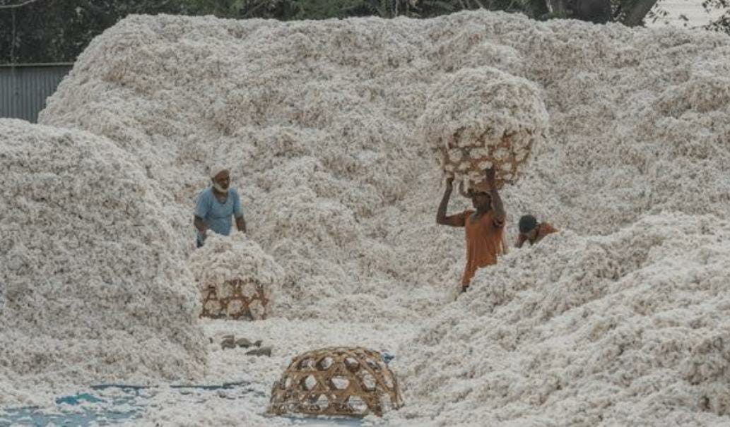 Read more about the article <em>उलटी धाव, कापूस विकल्यावर वाढले बाजारभाव</em> सरकारचं डोकं ठिकाणावर आहे का?<br>( कापूस उत्पादक शेतकऱ्याची पिळवणूक )