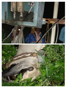 Read more about the article दहेगाव येथे डिपीच्या केबलचा करंट लागुन गाईचा मृत्यू, वडकी महावितरणच्या भोंगळ कारभारामुळे मुक्या जनावरांचा जिव गेला