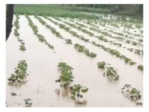 Read more about the article <em>सततच्या पावसाने पिके करपण्याची भीती</em> <em>शेती झाली जलामय</em>