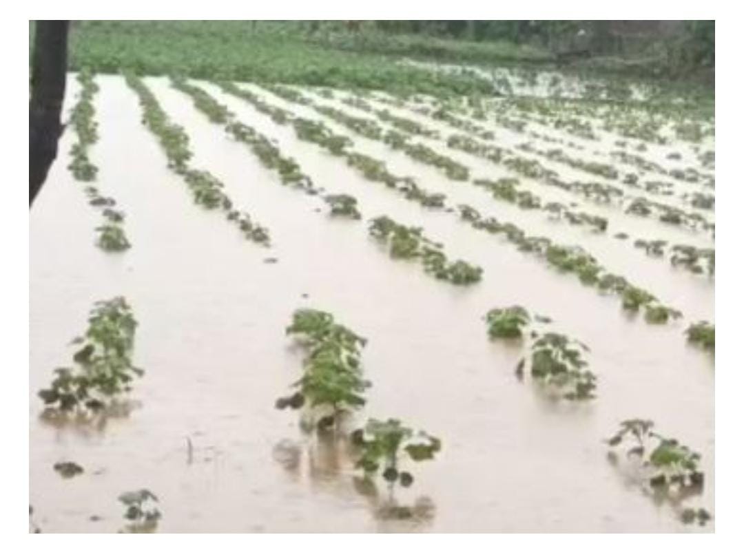 Read more about the article <em>सततच्या पावसाने पिके करपण्याची भीती</em> <em>शेती झाली जलामय</em>